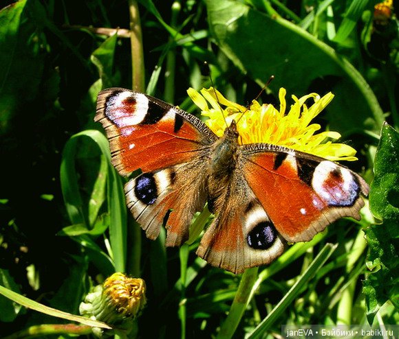 Flashmob. Весеннее обострение. ПойМАЙ жука - день 1 (фото 3)