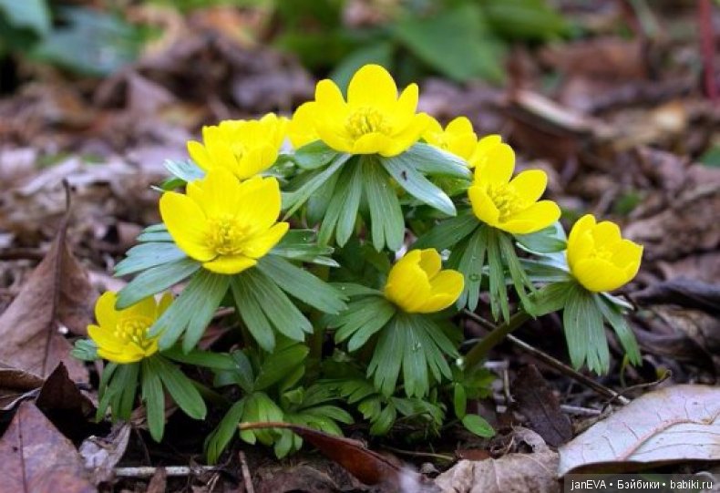 Flashmob. Весеннее обострение. Понюхай весенний цветок - день 2 (фото 2)
