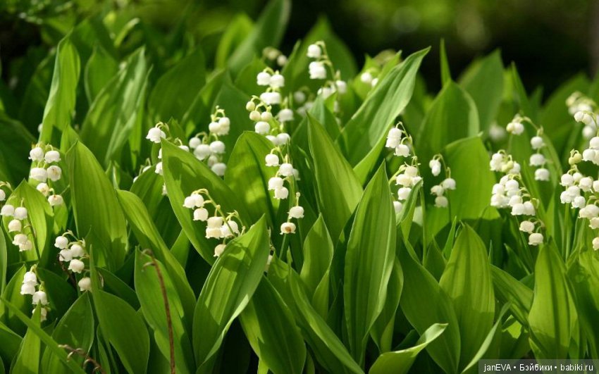 Flashmob. Весеннее обострение. Понюхай весенний цветок - день 2