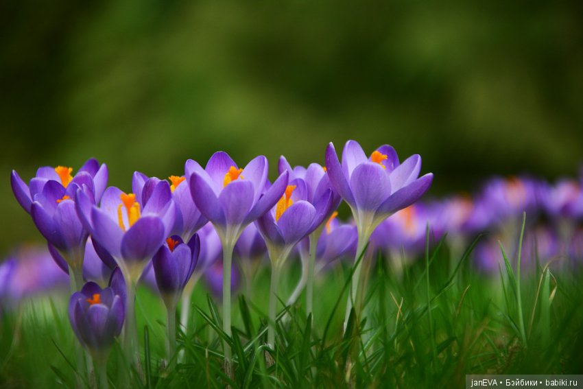 Flashmob. Весеннее обострение. Понюхай весенний цветок - день 2 (фото 4)