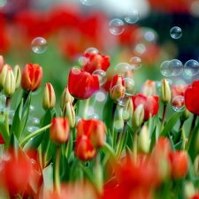 Flashmob. Весеннее обострение. Понюхай весенний цветок - день 2