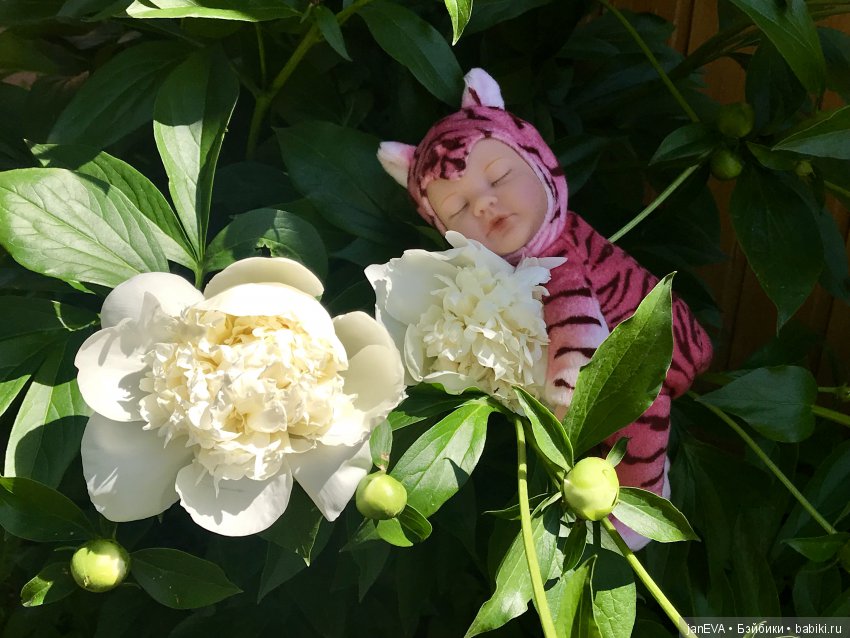 Цветочек Аленький. Anne Geddes