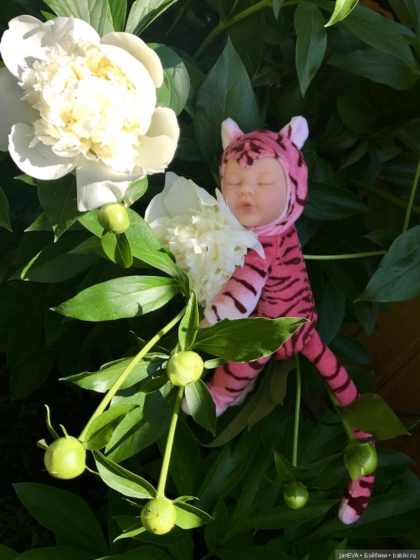 Цветочек Аленький. Anne Geddes