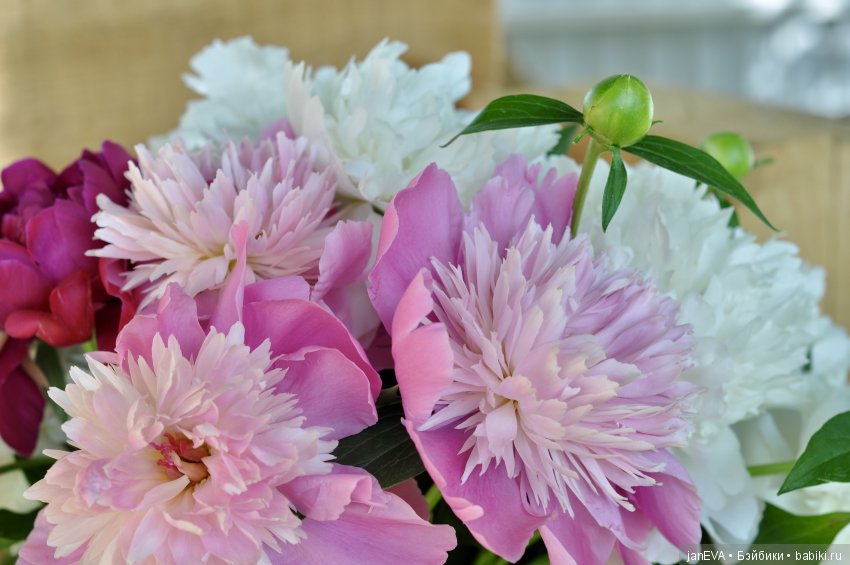 Розовые облака для Веры. Kruselings