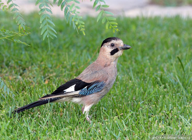 Flashmob на букву «Л».Задание на 1 июля (фото 3)