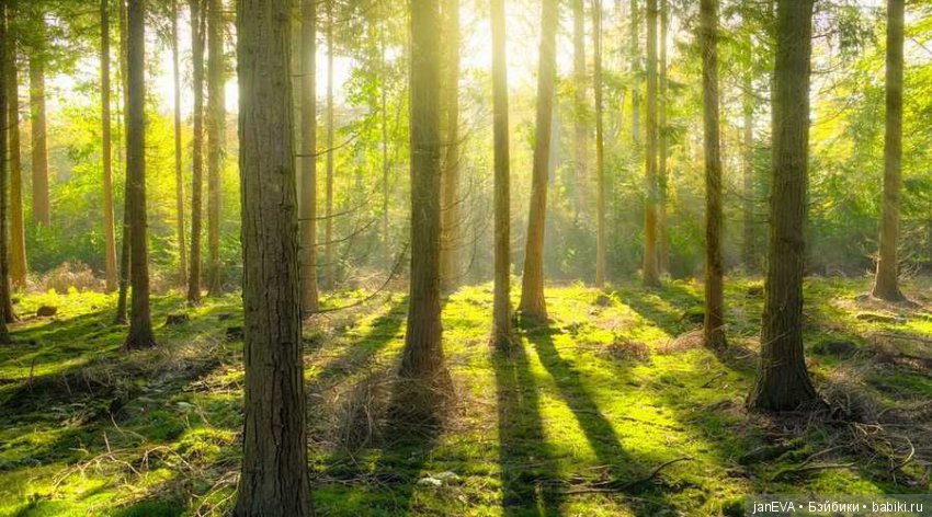 Flashmob на букву «Л»:день 1-Летнее лесное