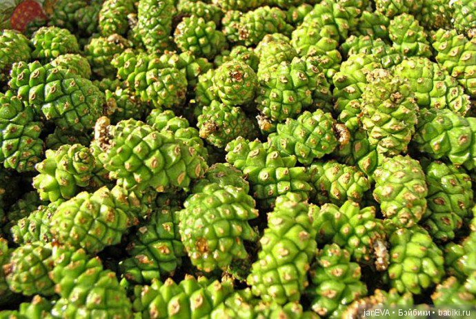 Flashmob на букву «Л».Задание на 1 июля (фото 4)