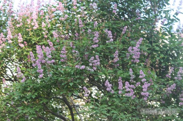 Донг=Донг,Доллзоне