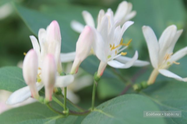 Донг=Донг,Доллзоне