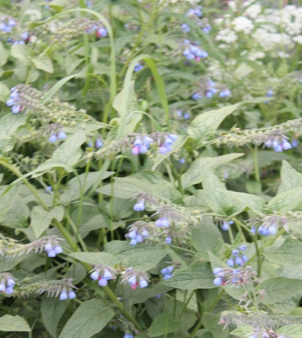 Донг=Донг,Доллзоне