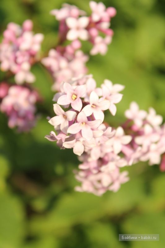 Донг=Донг,Доллзоне