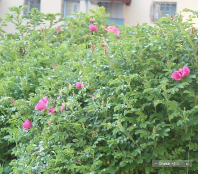 Донг=Донг,Доллзоне