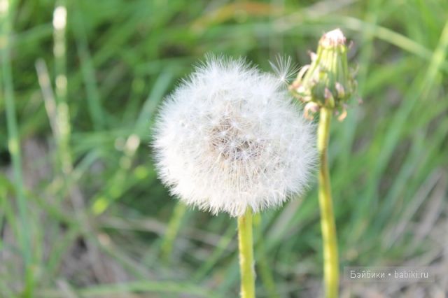 Донг=Донг,Доллзоне