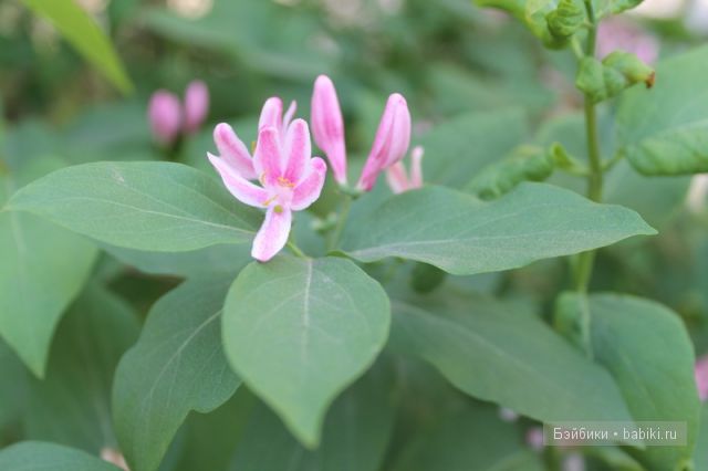 Донг=Донг,Доллзоне