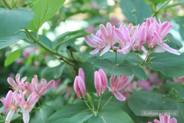 Донг=Донг,Доллзоне