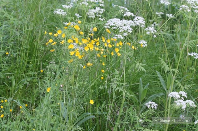 Донг=Донг,Доллзоне