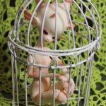 Прекрасные Дивы от Dollzone