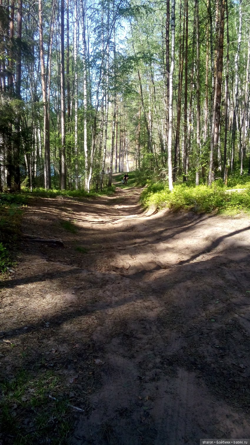 березовый лес