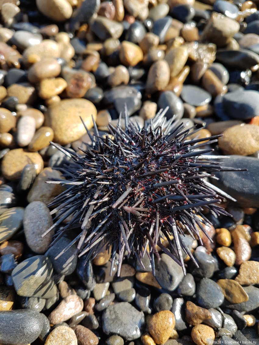 Юми в роли фотографа — Аниме куклы (MJD/Винил): Imomo