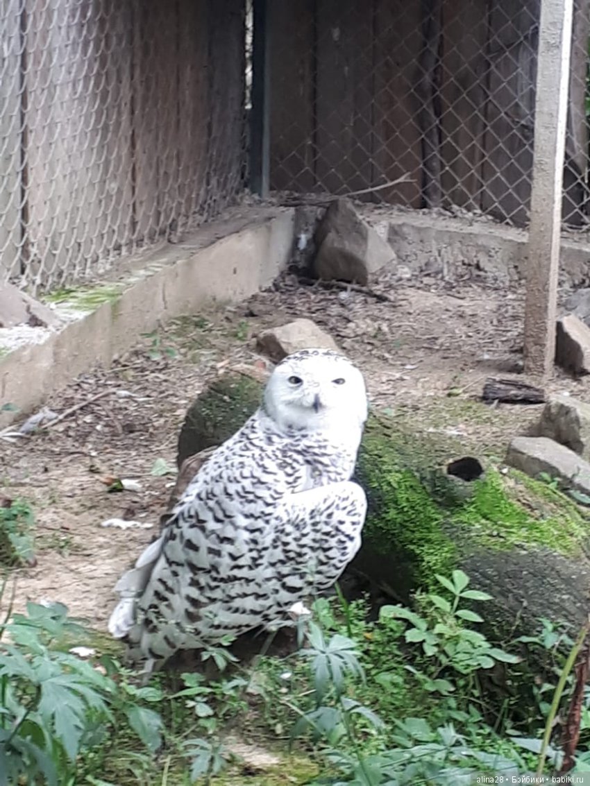 Магия совы | Бэйбики Магия совы — Интересные игрушки и фигурки (разное): редкие (фото 2)