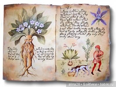 Мандрагора — Другие хобби и увлечения: сад (фото 4)