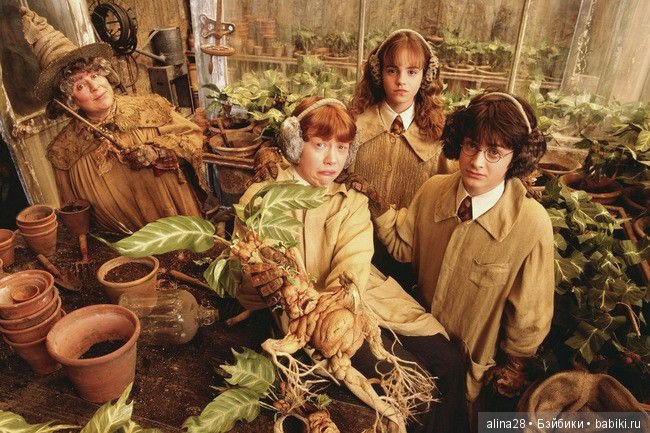 Мандрагора — Другие хобби и увлечения: сад (фото 7)