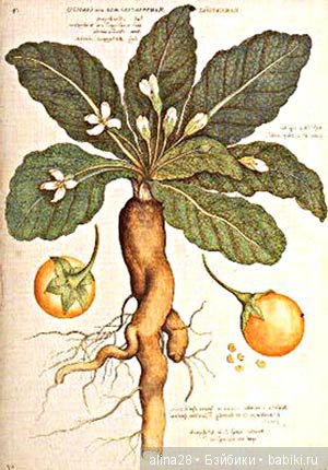 Мандрагора — Другие хобби и увлечения: сад (фото 2)