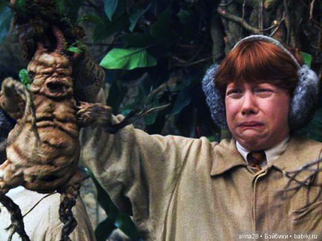 Мандрагора — Другие хобби и увлечения: сад (фото 5)