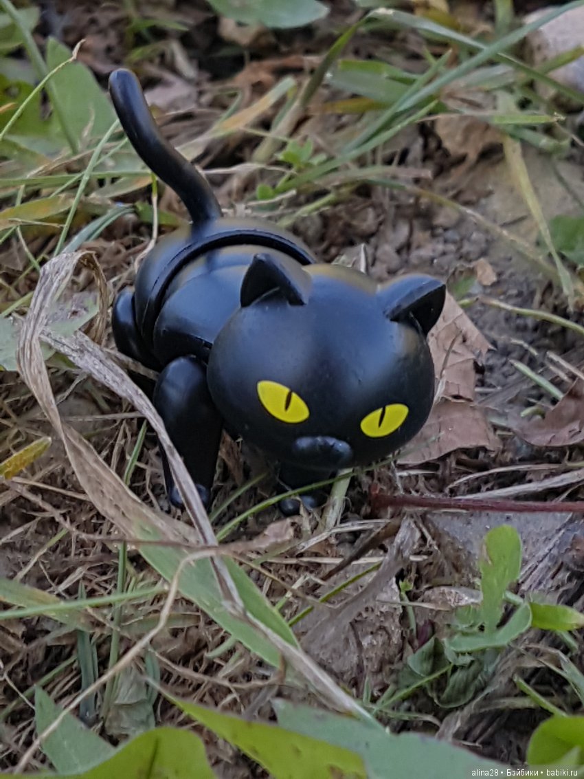 Мандрагора — Другие хобби и увлечения: сад (фото 10)