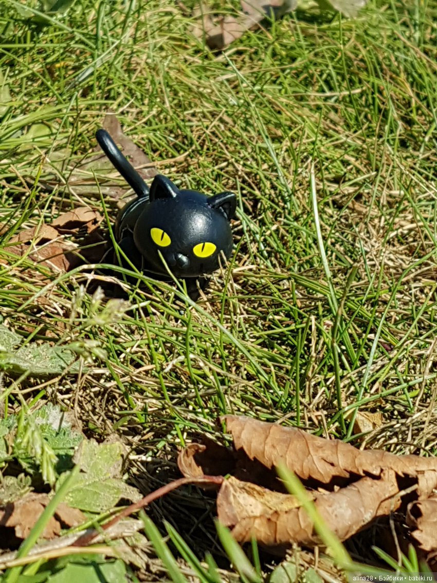 Мандрагора — Другие хобби и увлечения: сад (фото 9)