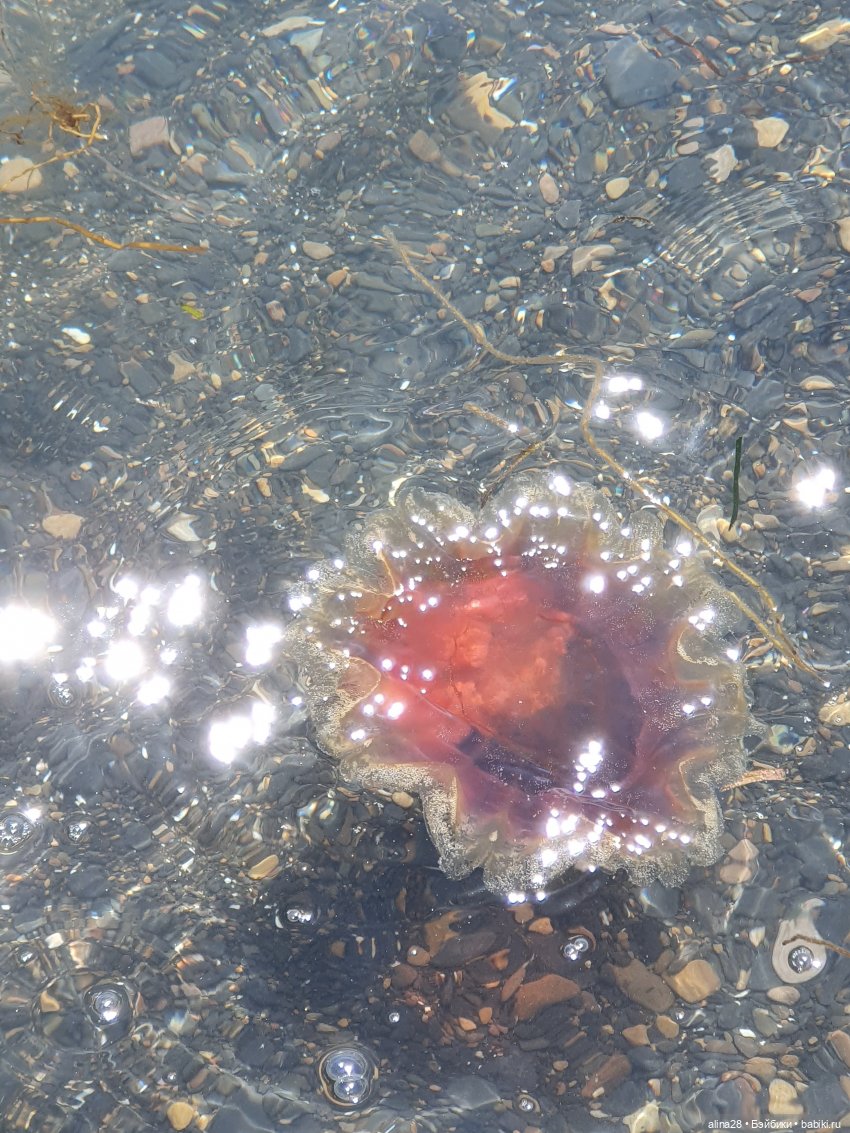 Ючи и море (моретерапия) — Аниме куклы (MJD/Винил): Imomo (фото 7)