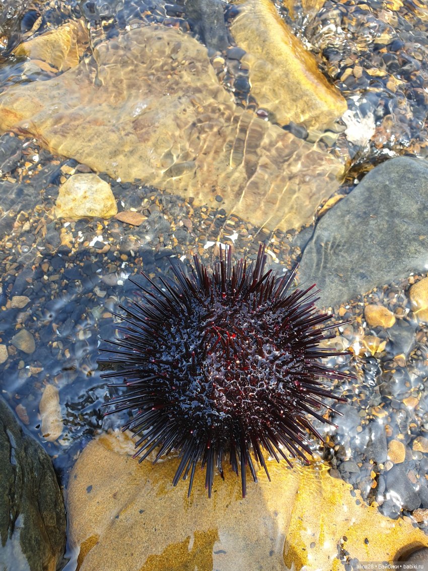 Ючи и море (моретерапия) — Аниме куклы (MJD/Винил): Imomo (фото 10)