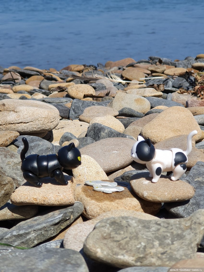 История одной рыбалки, двух котов, не считая рыбака