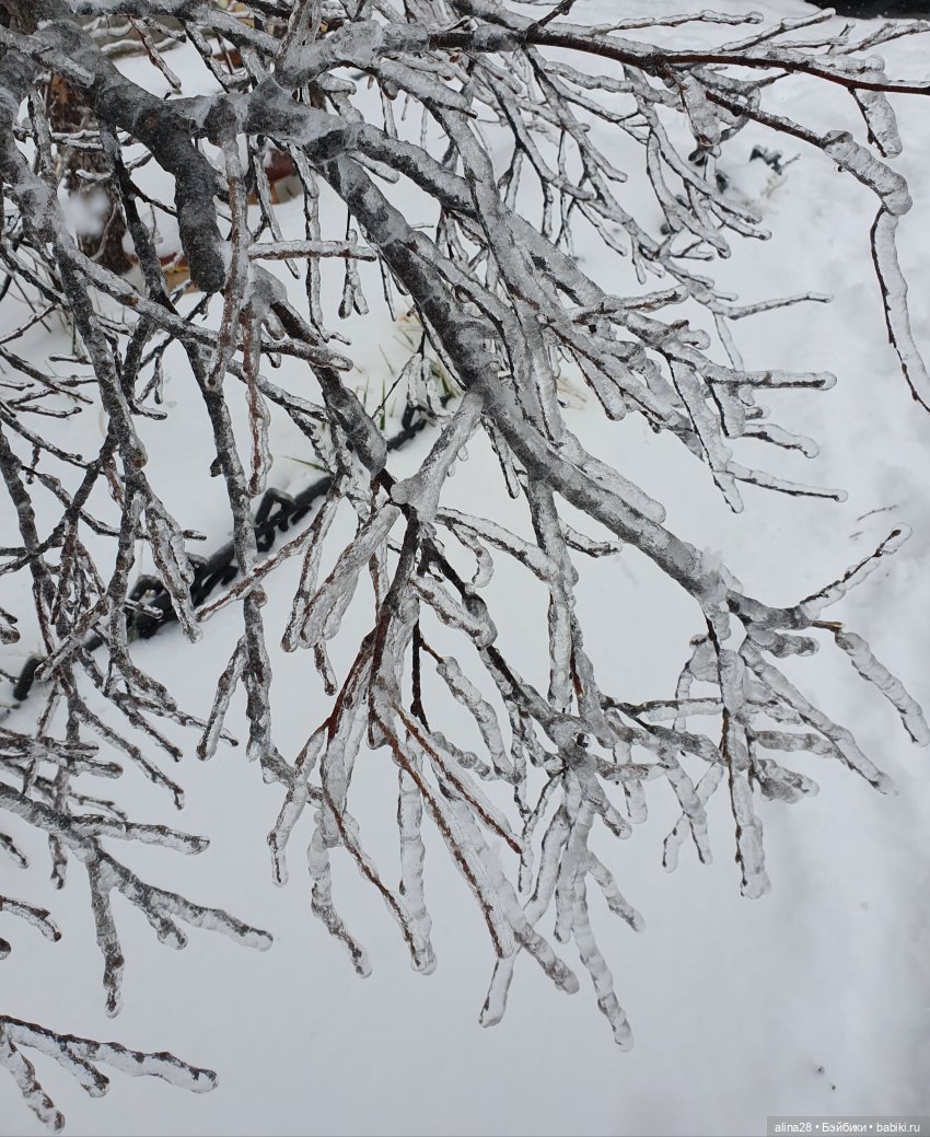 Ледяной дождь или как в наш город приходил Морозко (фото 5)