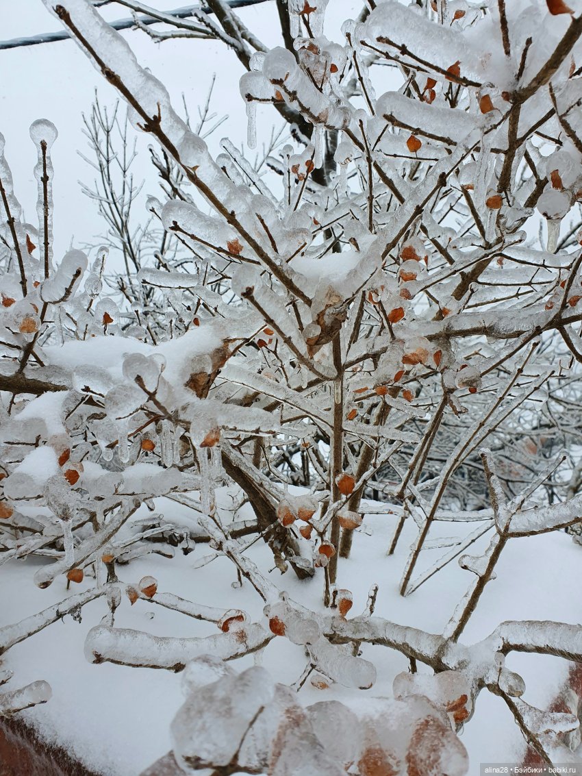 Ледяной дождь или как в наш город приходил Морозко (фото 6)