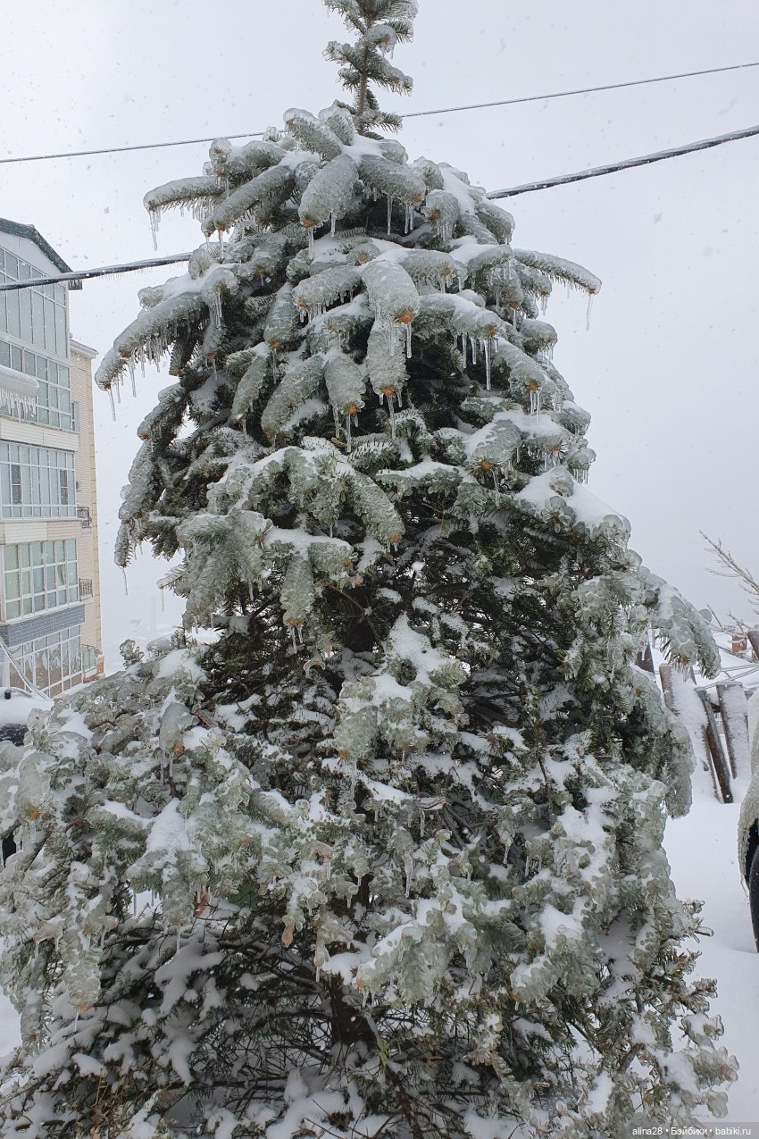 Ледяной дождь или как в наш город приходил Морозко (фото 3)