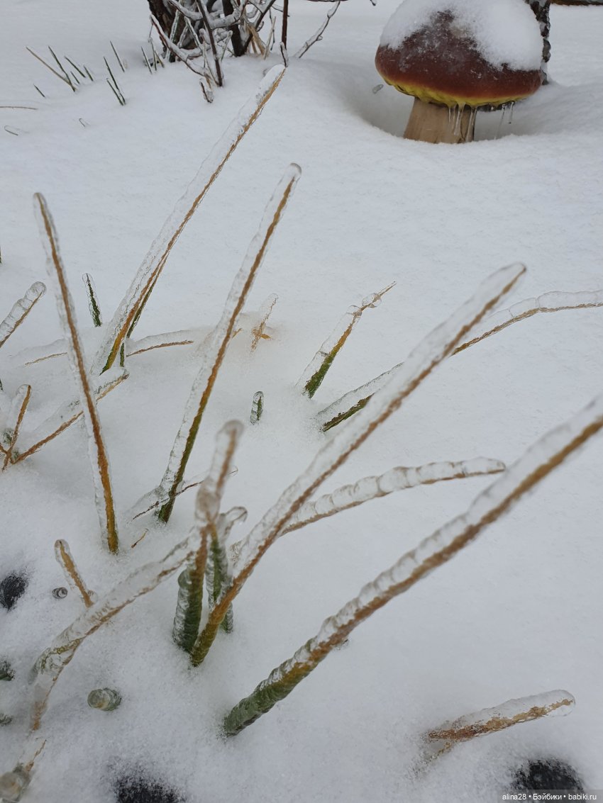 Ледяной дождь или как в наш город приходил Морозко (фото 10)