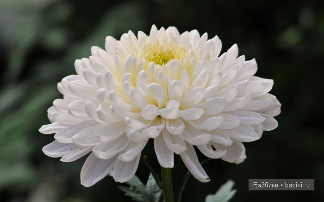 Аланна и Алианна