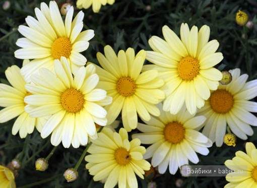 Аланна и Алианна