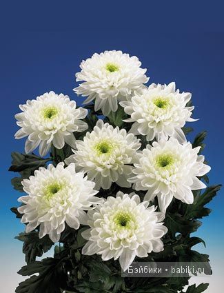 Аланна и Алианна