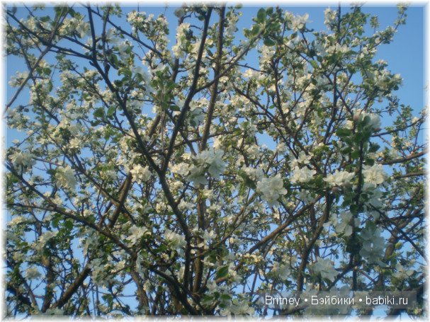 Розалия, кукла реборн Ирины Свитиной