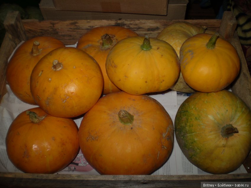 Мои очаровательные ведьмочки Аланна и Алианна, наряд на Хеллоуин