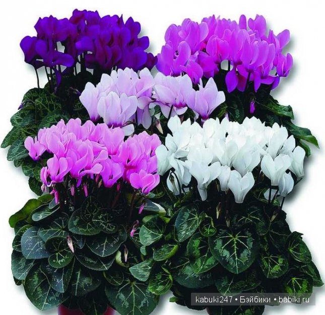 Это сладкое слово - Сиссель Скилле. Часть заключительная. Кукол Сиссель Скилле много не бывает