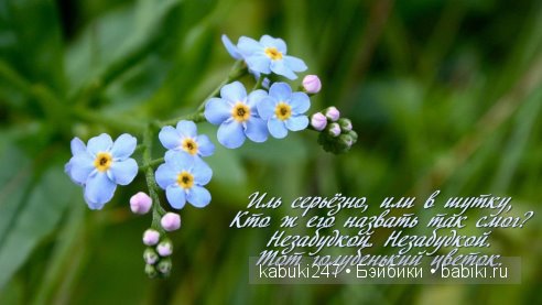 Лето... Жара... Незабудки