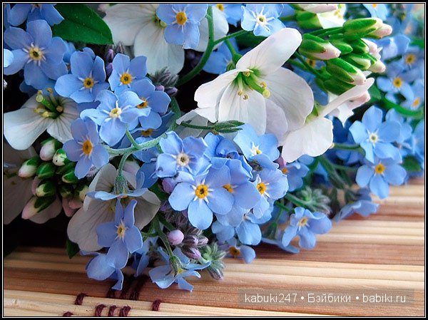 Лето... Жара... Незабудки