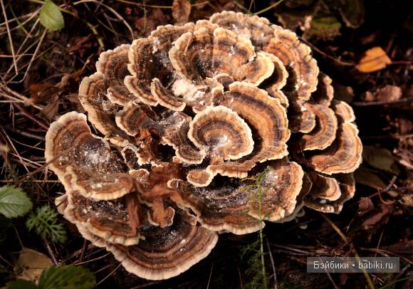 Поход в лес — Туризм и путешествия: фотоотчеты из поездок (фото 6)