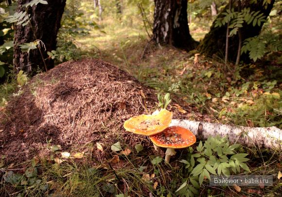 муравейник