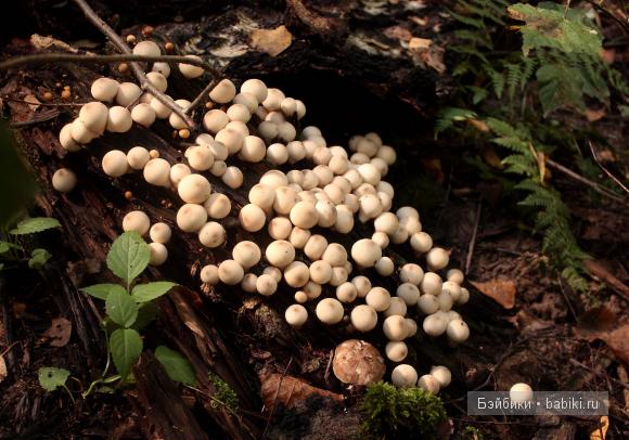 Поход в лес — Туризм и путешествия: фотоотчеты из поездок (фото 3)