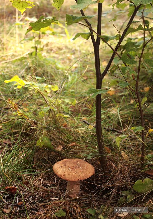 Поход в лес — Туризм и путешествия: фотоотчеты из поездок (фото 5)