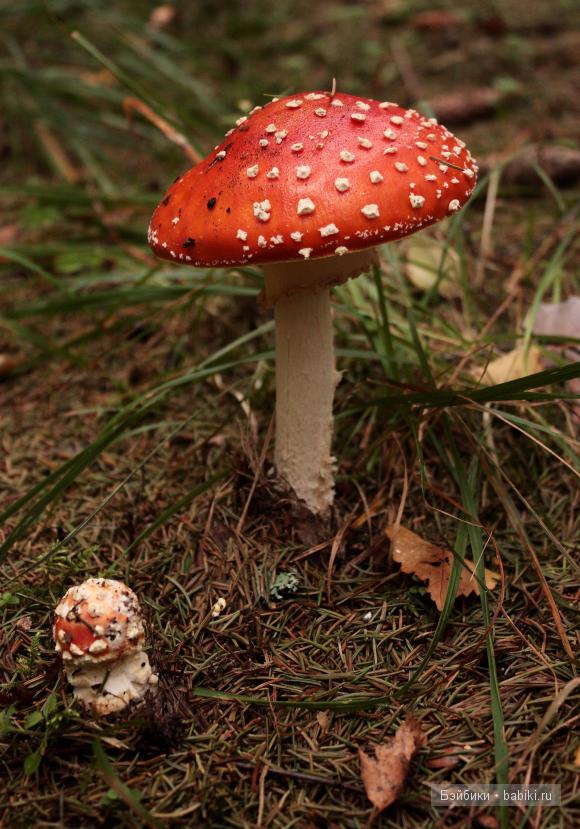 Поход в лес — Туризм и путешествия: фотоотчеты из поездок (фото 2)